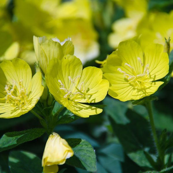 Helps to heal eczema (atopic dermatitis) and prevent chronic diseases.