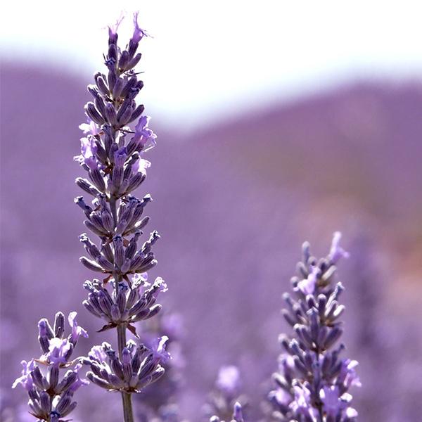 Helps to heal burns and wounds. Restore skin complexion and reduce acne.
