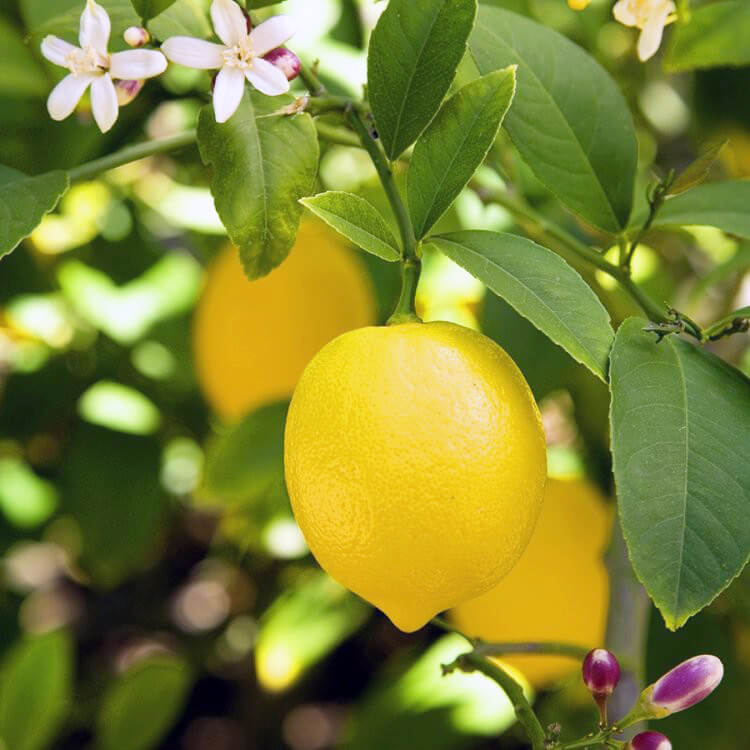 - High in vitamin C and fiber.
Maintains pH balance and purges toxic materials from your blood and keeps the skin clear and radiant.