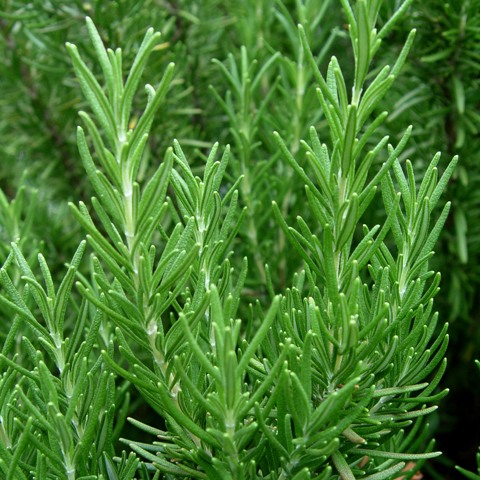 Helps repel certain blood-sucking insects that can spread harmful viruses and bacteria.